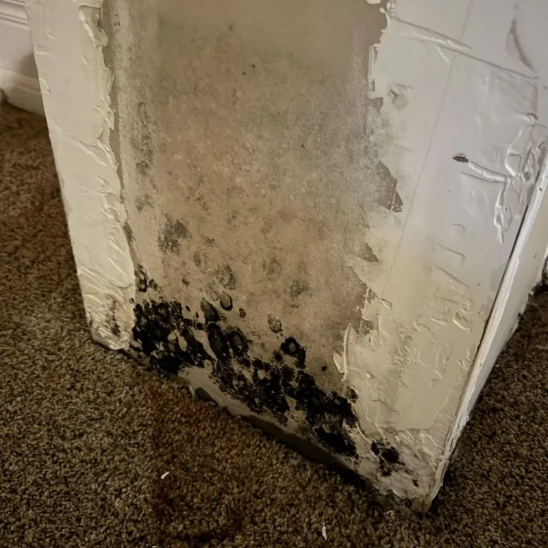 Professional Mold Removal in Robbinsville, NC